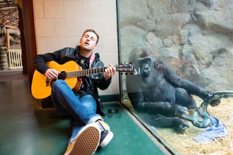 A young man with a guitar playing beside a gorilla that is behind glass in an enclosure at a zoo