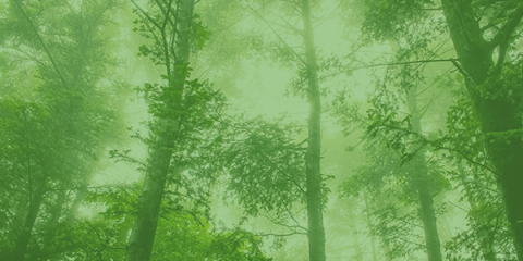 Tall trees with a green filter